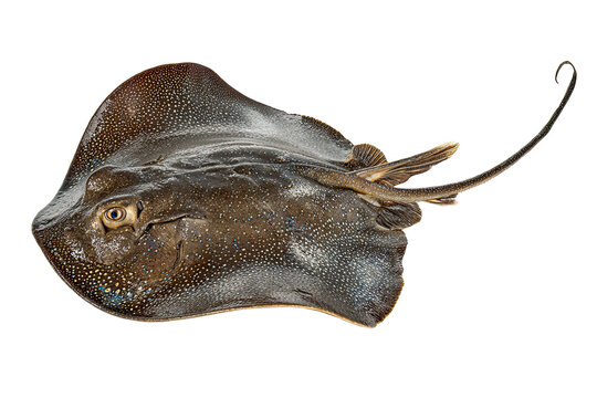 Thornback ray swimming isolated on white background