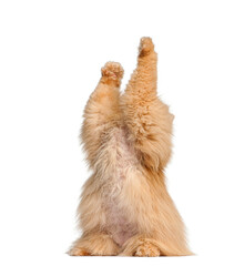 Playful ginger Persian cat raising paws on white background