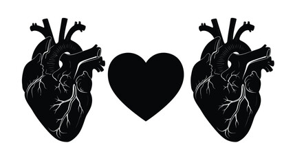 Two detailed human heart illustrations with white veins and arteries either side of a solid black heart shape white Silhouette vector on whit Background