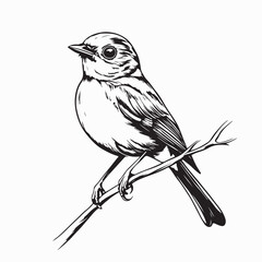 European robin Perched on a Branch in Spring nature Image Vector on White Background