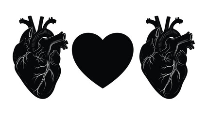 Two detailed anatomical human hearts with white veins and arteries either side of a large solid black heart white Silhouette vector on whit Background
