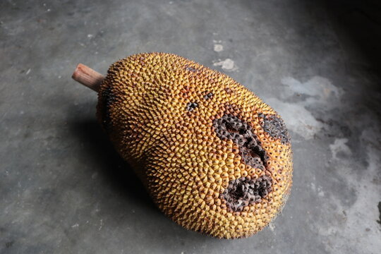 A ripe jackfruit from the tree is on the cement floor, the fruit is a little rotten.