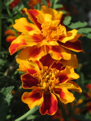 Zbliżenie na kwiat rośliny z gatunku tagetes © Kumulugma