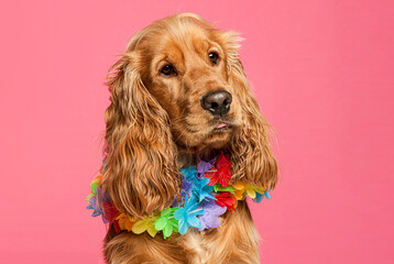 Cocker spaniel dog wearing colorful lei on pink background