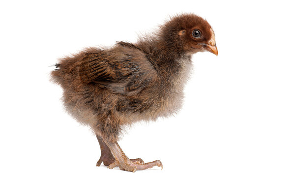 Brown fluffy Orpington chick standing on white background