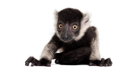 Obraz premium Young Black-and-white ruffed lemur, Varecia variegata subcincta, sitting on white background