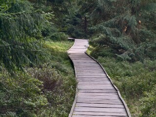 Obraz premium serene woodland trail amidst greenery, peaceful pathway navigating lush forest environment