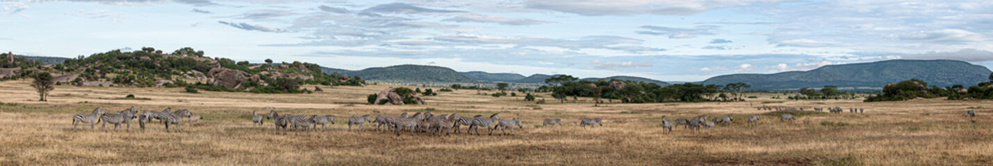 Large group of zebras roaming freely in their natural habitat