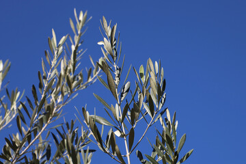 Green olive branches stretching up against a clear deep blue sky
