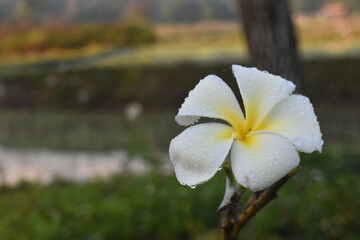 White frangipani tropical flower with water drop and yellow center shows serene nature during fresh bloom. Plumeria petal holds morning dew in calm atmosphere. Pure relaxation