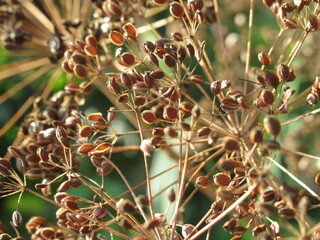 Zbliżenie na koszyczek kwiatowy kopru © Kumulugma