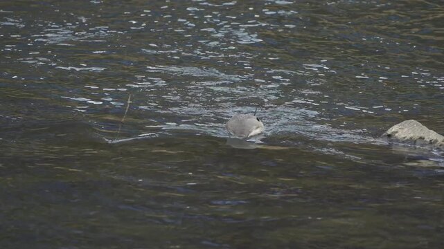 Northern Pintail Duck Foraging Upside Down in Shallow Water 4K HDR