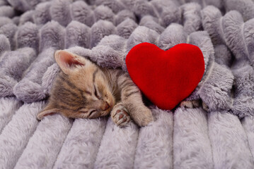 Grey kitten sleeping under soft blanket with red heart