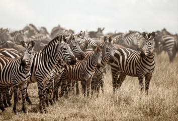 Fototapeta premium Herd of zebras standing in the african savanna during the great migration