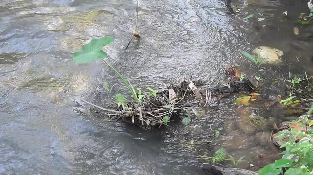 Stream water current with leaf debris, twig driftwood, plant and rock beside shallow creek ripple reflections after rain, green foliage along bank, calm outdoor ecology natural texture
