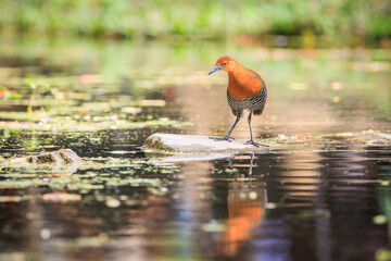 Slaty-legged Crake walking on sparkling water in its natural habitat.