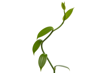 Green plant vine with leaves isolated on transparent background for design