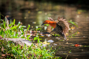 Slaty-legged Crake (Rallina eurizonoides) taking flight from the water surface.