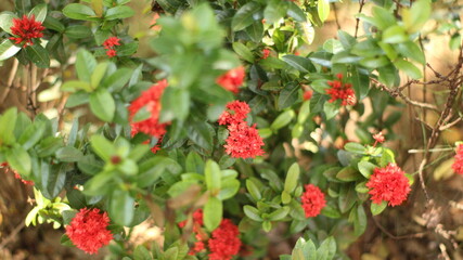 A cluster of vibrant red Ixora flowers blooms amidst lush green foliage, captured in a sunny garden...
