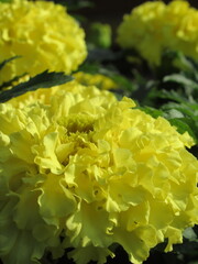 Zbliżenie na kwiat rośliny z gatunku tagetes © Kumulugma