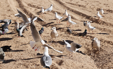 Gulls pigeons flock of birds on the beach and the ocean