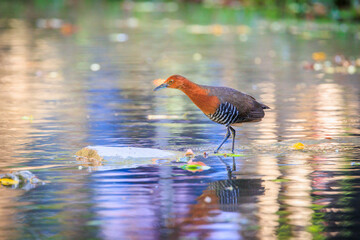 Slaty-legged Crake walking on sparkling water in its natural habitat.