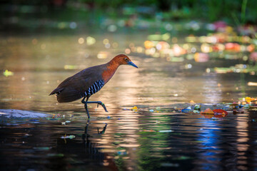 Slaty-legged Crake walking on sparkling water in its natural habitat.