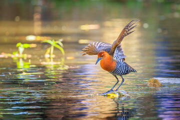 Slaty-legged Crake (Rallina eurizonoides) taking flight from the water surface.