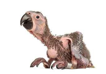 Great Green Macaw, Ara ambiguus, fourty-five days old, parrot chick laying down, looking curious, isolated on white © Eric Isselée