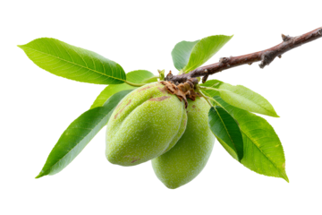 Fresh green almonds on a branch with vibrant leaves, isolated against a black background