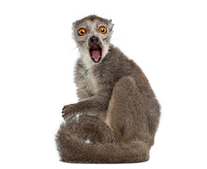 Obraz premium Crowned lemur, Eulemur coronatus, with wide eyes and open mouth expressing surprise