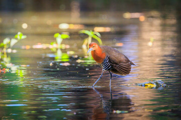 Slaty-legged Crake walking on sparkling water in its natural habitat.