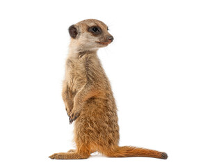Meerkat standing sentinel on hind legs looking right