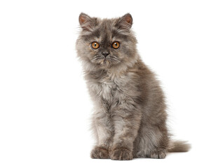 Grey persian kitten sitting and posing on white background