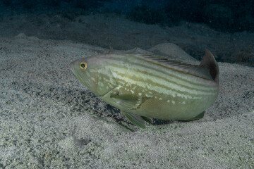 Dusky Grouper (Epinephelus marginatus) in Its Natural Mediterranean Habitat