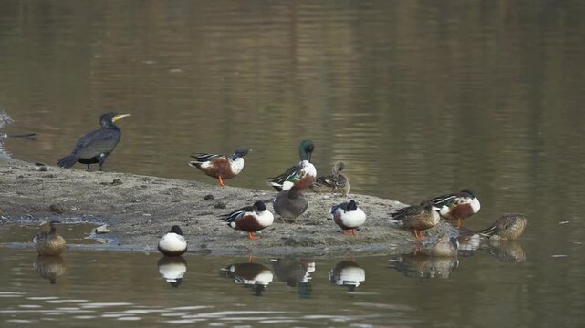 Mixed Flock of Northern Shovelers and Various Waterbirds Resting 4K HDR