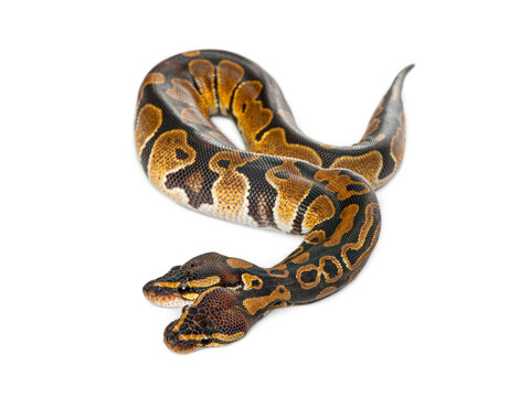 Two headed ball python isolated on white background