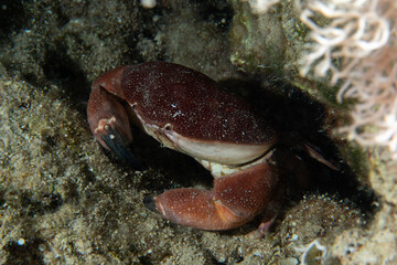 Close-Up Underwater Portrait of Atergatis roseus Crab
