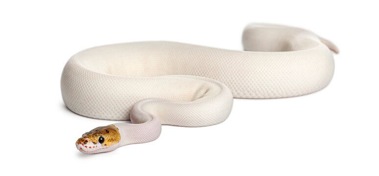 Pied ball python snake isolated on white background