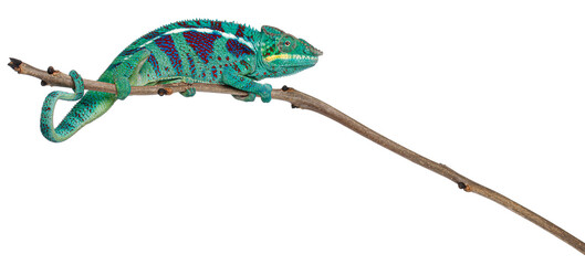Panther Chameleon Nosy Be, Furcifer pardalis, perching on branch white background © Eric Isselée
