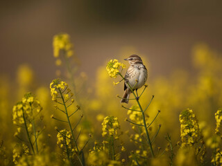 Small Bird Perched on Yellow Flower Stem wildlife nature