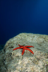 Orange Starfish on Rocky Seabed Underwater