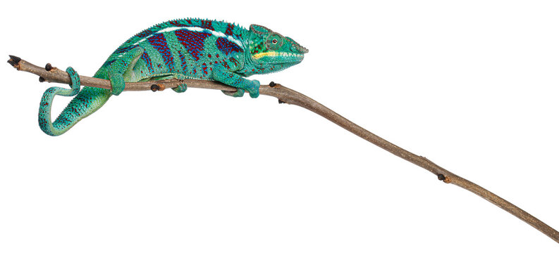 Panther Chameleon Nosy Be, Furcifer pardalis, perching on branch white background