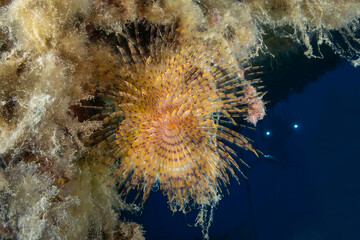 Colorful Tube Worm on Rocky Reef Underwater