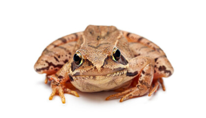 Moor Frog, Rana arvalis, amphibian animal front view on white background