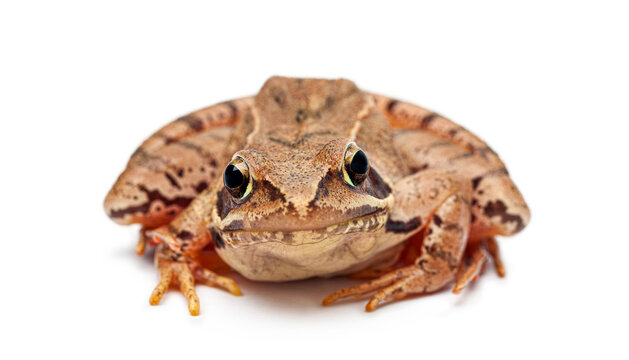 Moor Frog, Rana arvalis, amphibian animal front view on white background