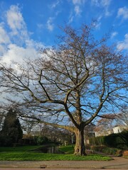 Obraz premium Large Bare Tree in Urban Park Under Blue Sky