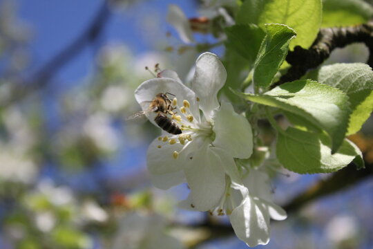 Bee on appel blossom at sunshine