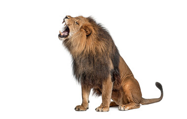 Obraz premium Majestic male lion sitting and roaring with open mouth showing teeth