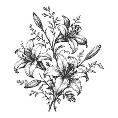 Lily Flower Botanical Line Art Illustration with Elegant Petals and Leaves in Detailed Hand Drawn Black and White Vector Style
